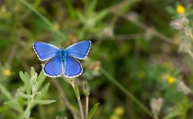 The Secret Lives of Blue Butterflies